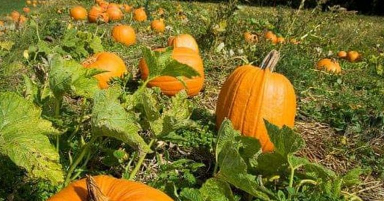 Best Pumpkin Patch In Alabama