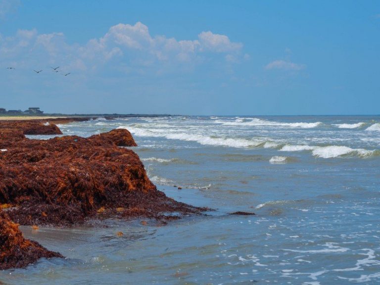 Best Sea shores in Texas