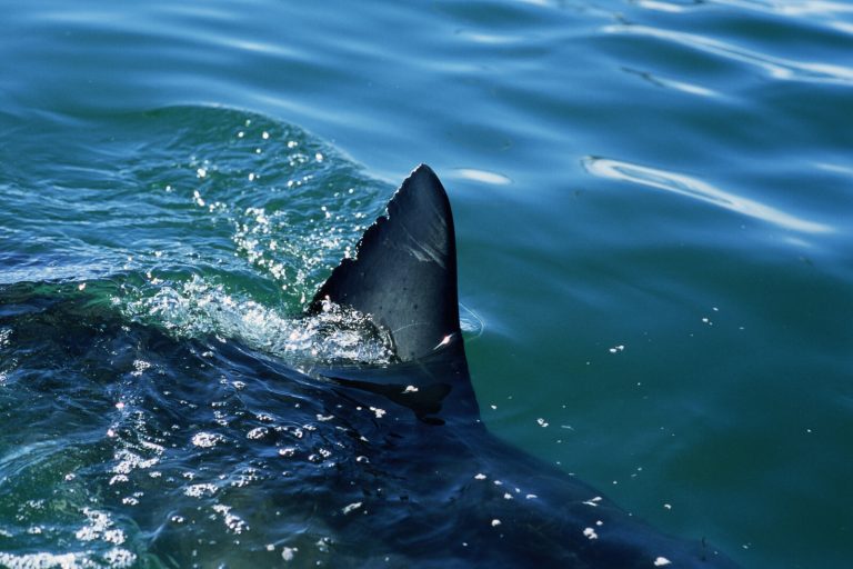 Best Sea shores to Track down Shark Teeth