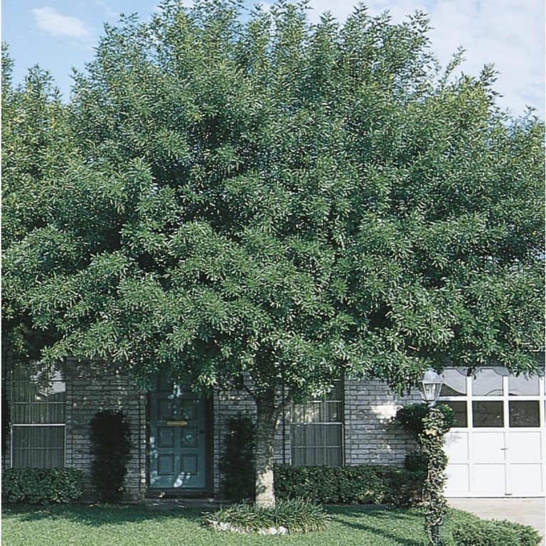 Best Trees For Shade In Arizona