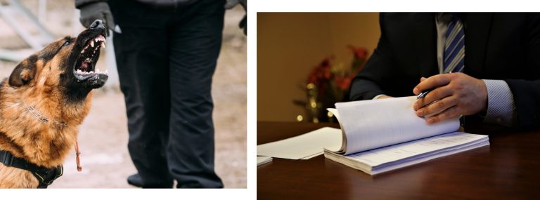 DOG BITE LAWYERS