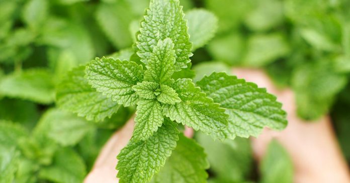 Four Herbs for Supporting a Healthy Stress Response in Kids and Teens