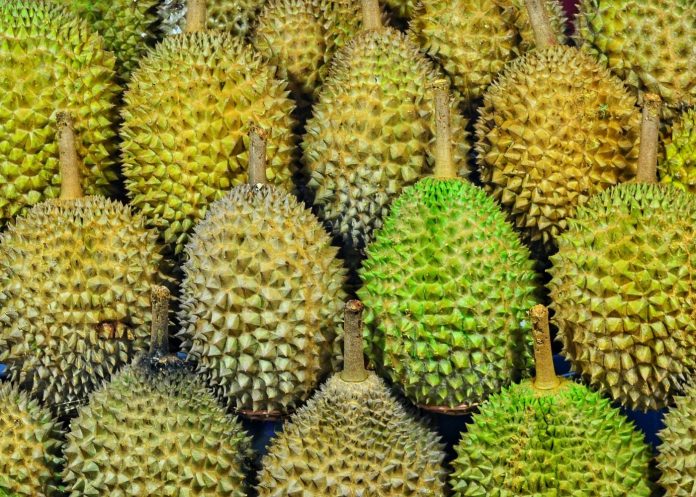 Art of Kungfu Durian