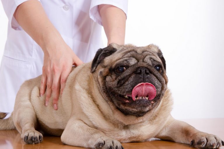 Pick an Animal Hospital