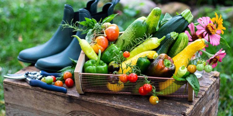 Garden for the Summer Season