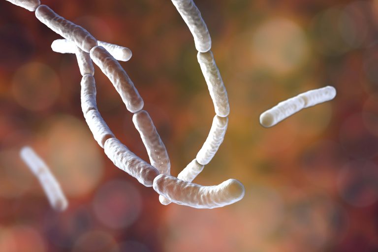 Bacillus Subtilis