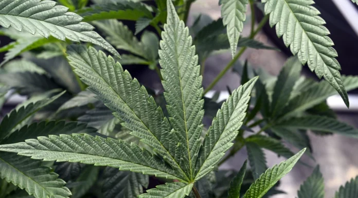 A Simple Guide to High Quality Cannabis in Mt. Vernon Cannabis