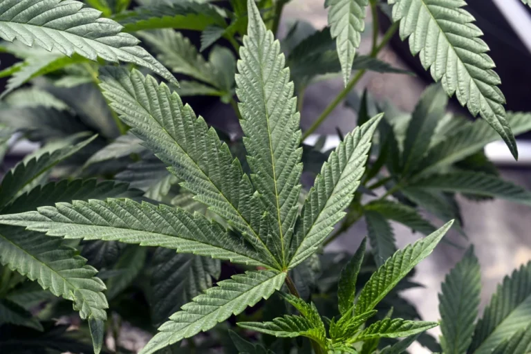 Cannabis