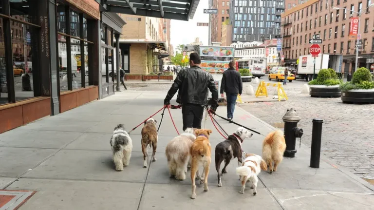 Pets in the City
