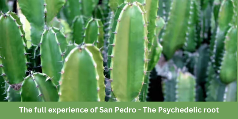 San Pedro-The Psychedelic root
