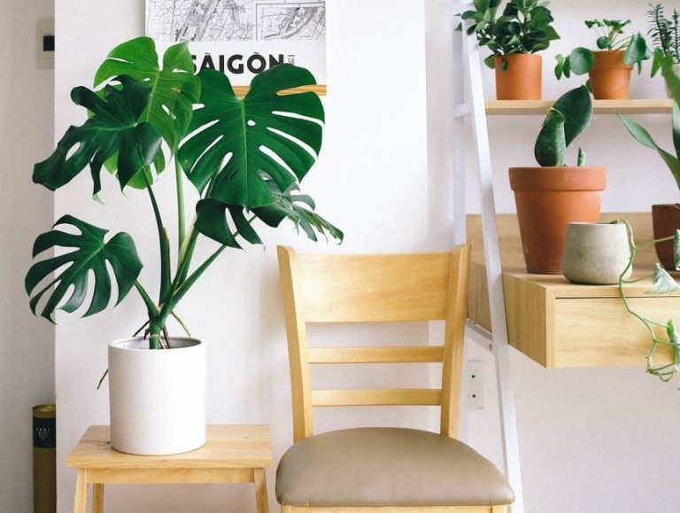 Plants That Make for Perfect Gifts