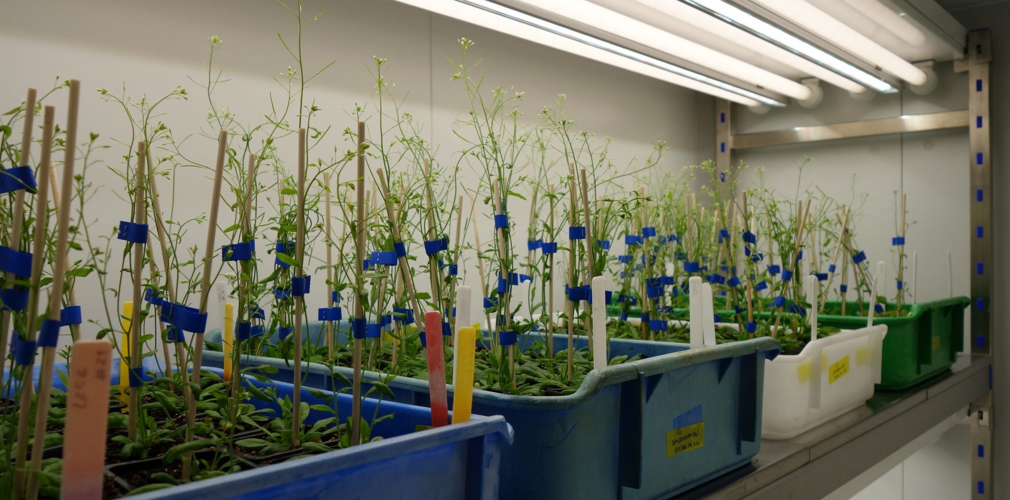 Growth Rooms in Research