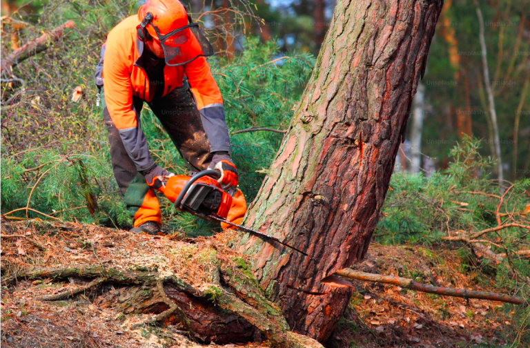 Tree Removal