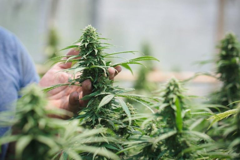 Cannabis