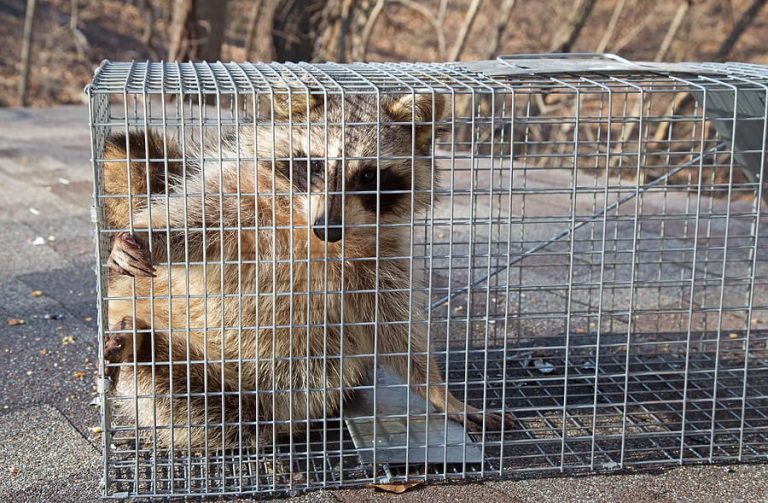 Wildlife Removal Service