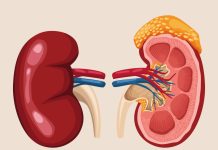 How to Improve Kidney Function to Avoid Dialysis? Improve Kidney Function
