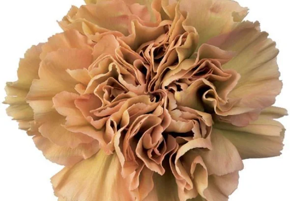 Carnations_Terracotta