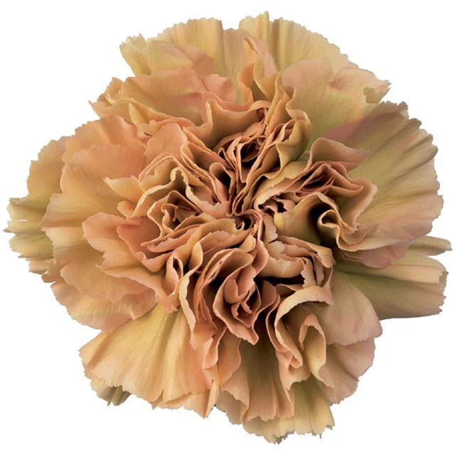 Carnations_Terracotta